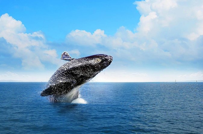Full-Day Whale Watching Tour in Samana Bay from Cabeza de Toro - Is $150 a fair price?
