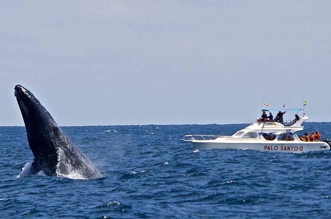 Full-Day Whale Watching Tour in Samana Bay from Cabeza de Toro - Who should book this experience?