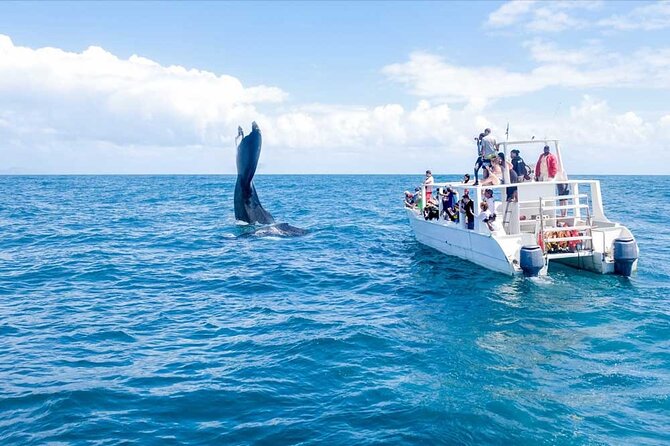Full-day Whale watching Tour in Samana Bay from Punta Cana - What the eight-hour schedule feels like