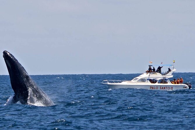 Full-day Whale watching Tour in Samana Bay from Punta Cana - Is $150 a fair price?
