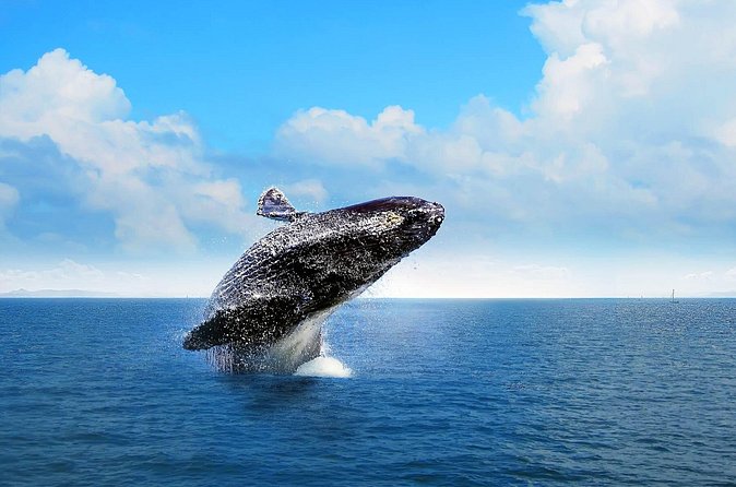 Full-day Whale watching Tour in Samana Bay from Punta Cana - Who should book this tour?