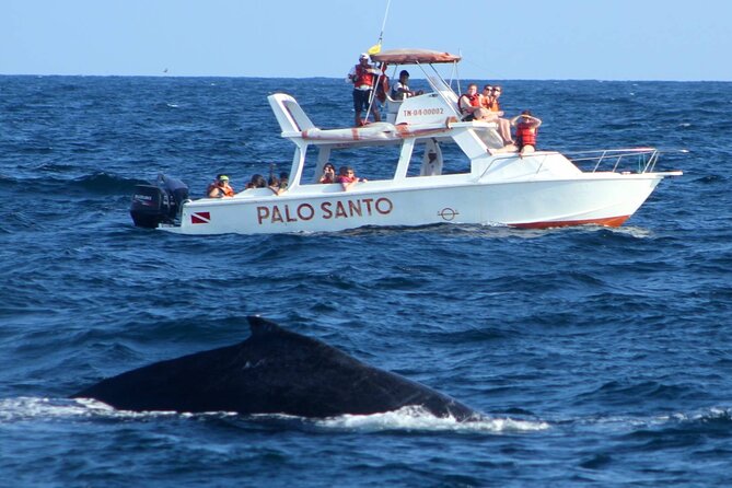 Full-day Whale watching Tour in Samana Bay from Punta Cana - Two hours at Cayo Levantado