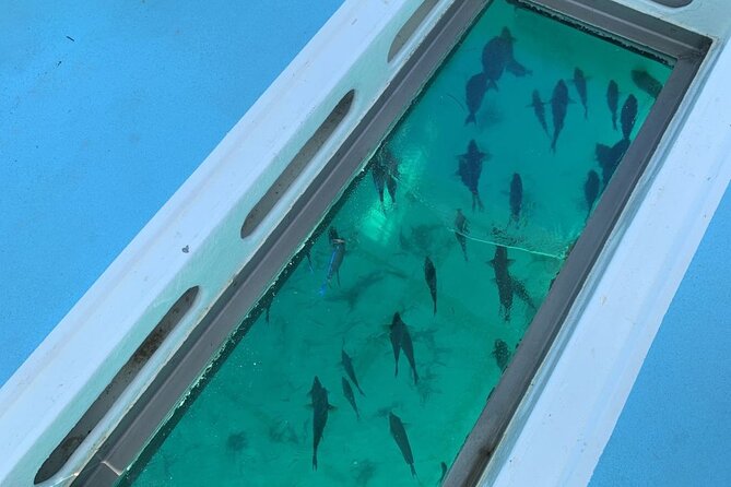 GlassBottom Catamaran with Slide - Photos cost extra, but may be worth considering