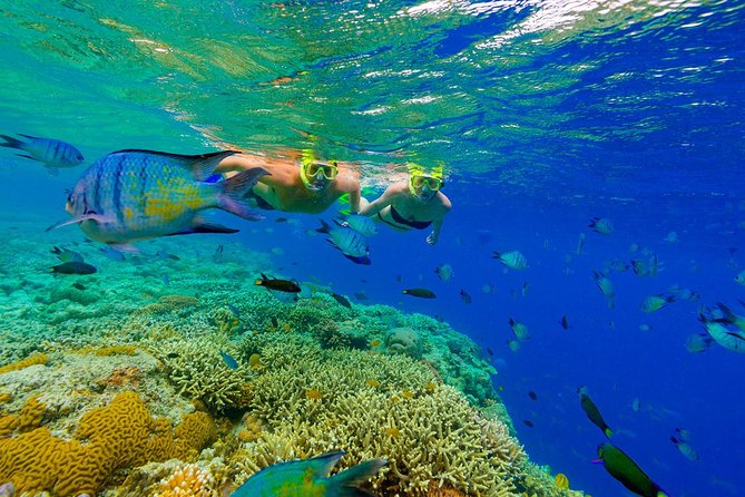 Great Snorkeling Cruise with Sharks & Stingray Encounter and Natural Pool - Meeting nurse sharks and stingrays