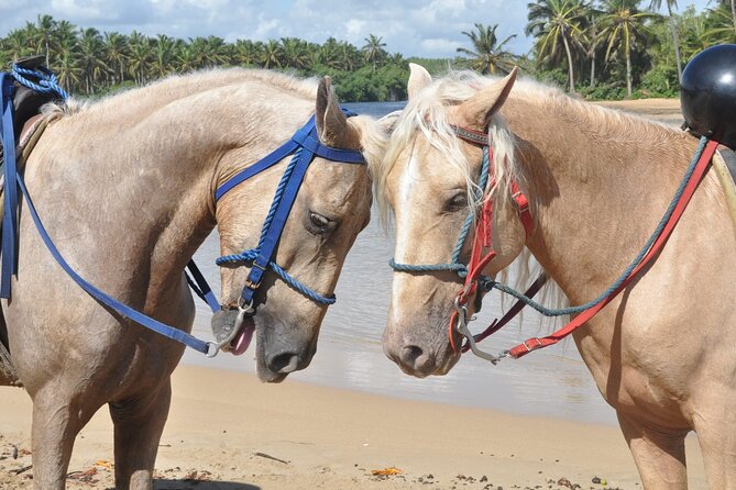 Half Day Buggies and Horseback Experience in Punta Cana - Who will enjoy this most
