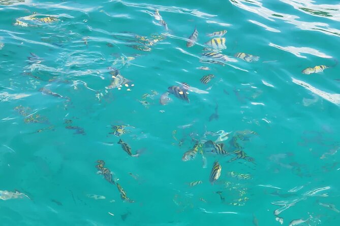 Half-day Private Catamaran Trip with Snorkeling - Is $90 per person good value?