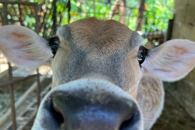 Half Day Safari and ATV or horses from Punta Cana - Why Nelly and Richard Matter