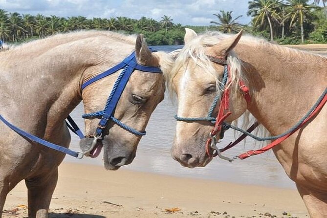 Horseback Riding to Maimon River from Punta Cana - Riding through forest and beach