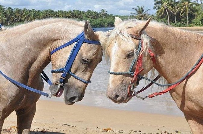 Horseback Riding to Maimon River from Punta Cana - Who will enjoy this horseback ride?