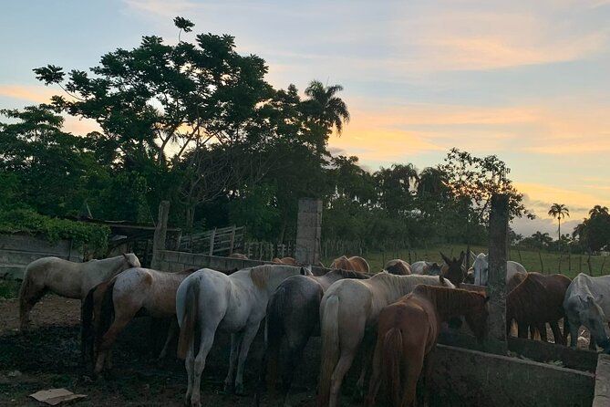 Horseback Riding with Pickup from Punta Cana - Leaving Punta Cana for a family-owned ranch