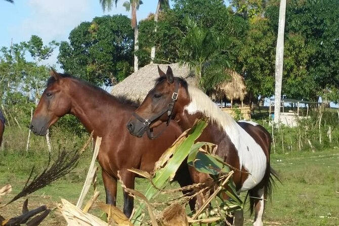 Horseback Riding with Pickup from Punta Cana - Ending with Dominican cigar making