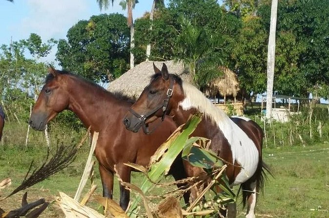 Horseback Riding with Pickup from Punta Cana - Is $65 a fair price?
