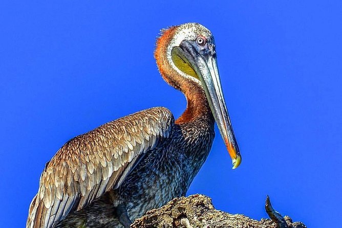 Los Haitises National Park Tour from Punta Cana Montana Redonda and Cano Hondo - What to bring and how to prepare