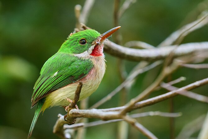 Los Haitises National Park Tour from Punta Cana Montana Redonda and Cano Hondo - Should you book the Montana Redonda and Los Haitises tour?
