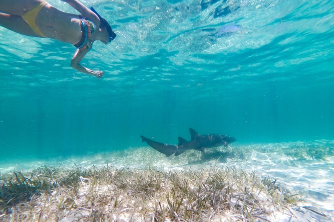 Marinarium Snorkeling Cruise from Punta Cana - Key points to know before booking