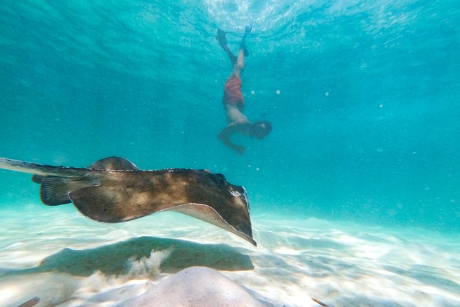 Marinarium Snorkeling Cruise from Punta Cana - Food, drinks, and the value of $115