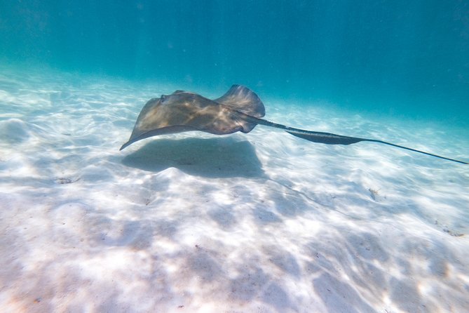 Marinarium Snorkeling Cruise from Punta Cana - Should you book the Marinarium cruise?