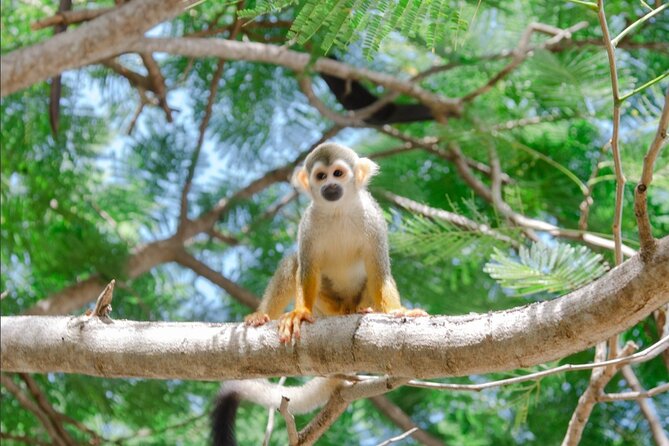 Monkey House VIP Experience with 4 species of monkeys, Punta Cana - The four species and what makes each encounter different