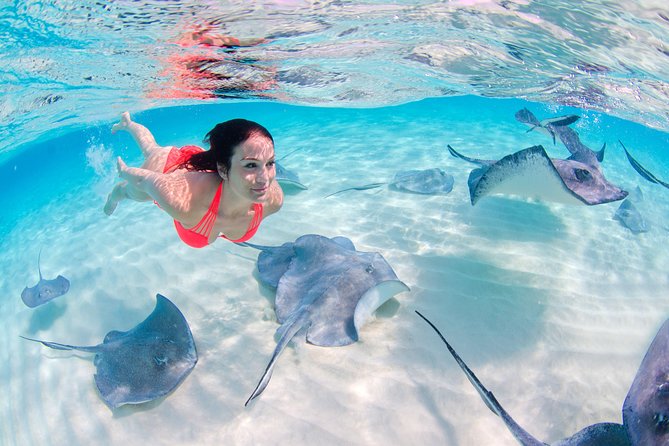 Parasailing, Snorkel Cruise & Virgen Beach from Punta Cana - Sharks, stingrays, and the Virgen Beach stop