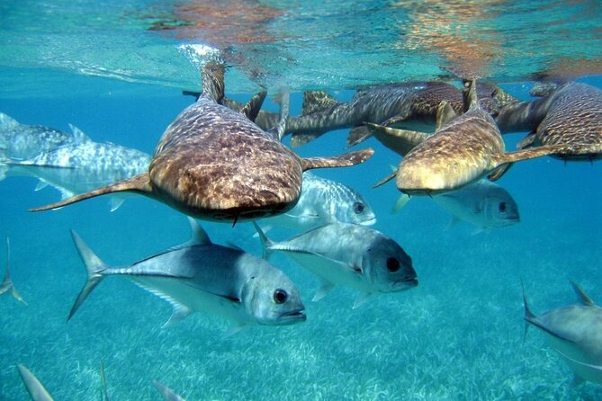 Pirates of the Caribbean Cruise- Snorkel, Sharks & Stingrays - Why this cruise is more than a standard boat ride