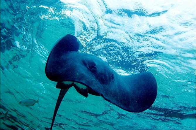 Pirates of the Caribbean Cruise- Snorkel, Sharks & Stingrays - The treasure hunt, sword fights, and stunts