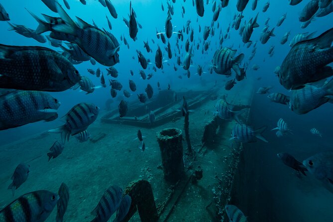 Private Bayahibe 3 Tank Diving with Lunch from Punta Cana - Why Bayahibe is worth the long ride from Punta Cana