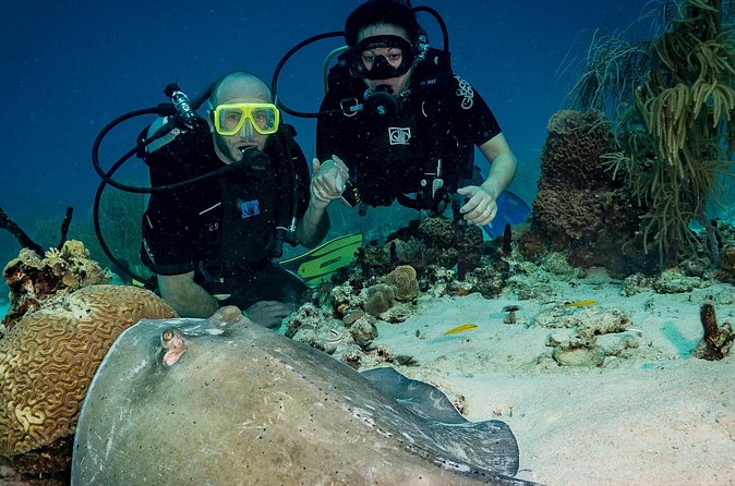 Private Bayahibe 3 Tank Diving with Lunch from Punta Cana - What the $1,300 private price really means