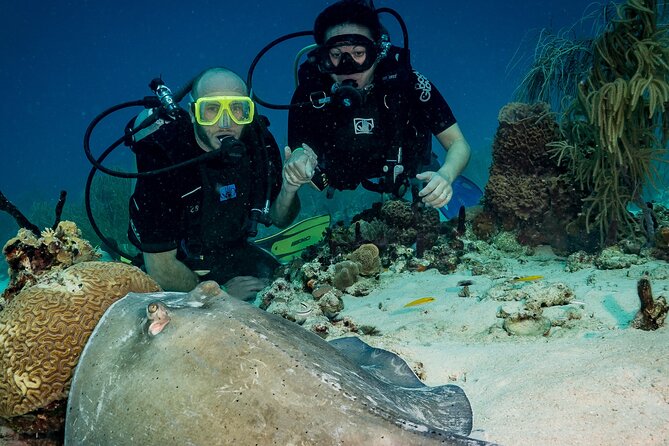 Private Bayahibe 3 Tank Diving with Lunch from Punta Cana - Who will get the most from this day