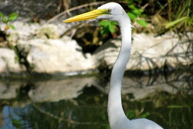 Private Boat Nature Tour of Limón Beach and Lagoon - Cruising across Limón Lagoon