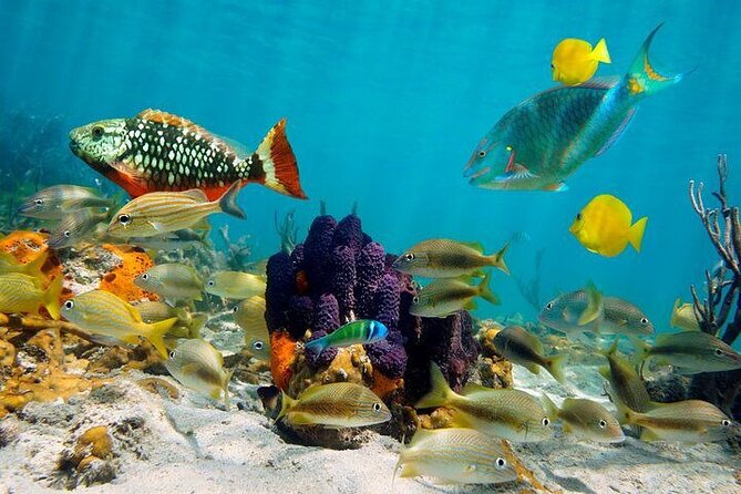 Private Party Boat with Snorkeling in Playa Bibijagua - What the strongest praise tells you