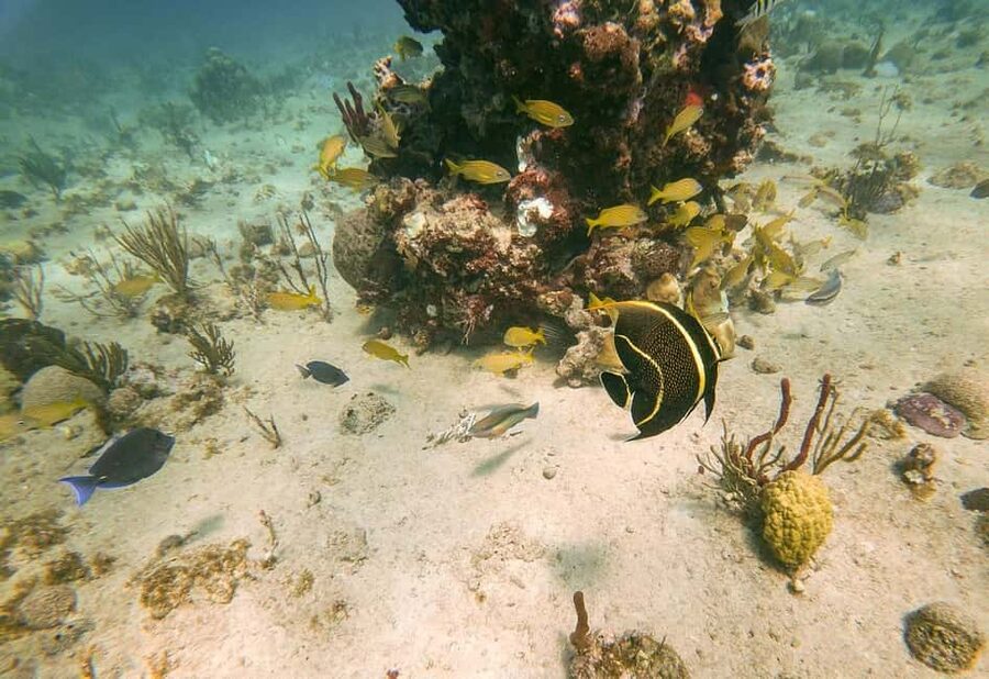 Punta Cana: Catalina Island Trip with Snorkeling - A Dominican barbecue beside the beach