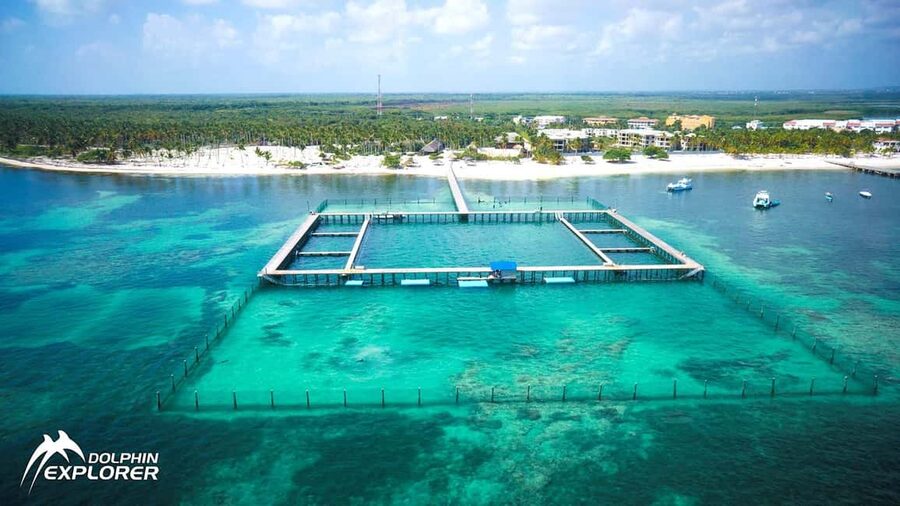 Punta Cana Dolphin Adventure: 40-Minute Interaction - What the $167 Dolphin Adventure Actually Includes