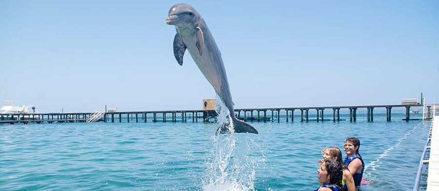 Punta Cana Dolphin Adventure: 40-Minute Interaction - Photos May Add More to the Bill