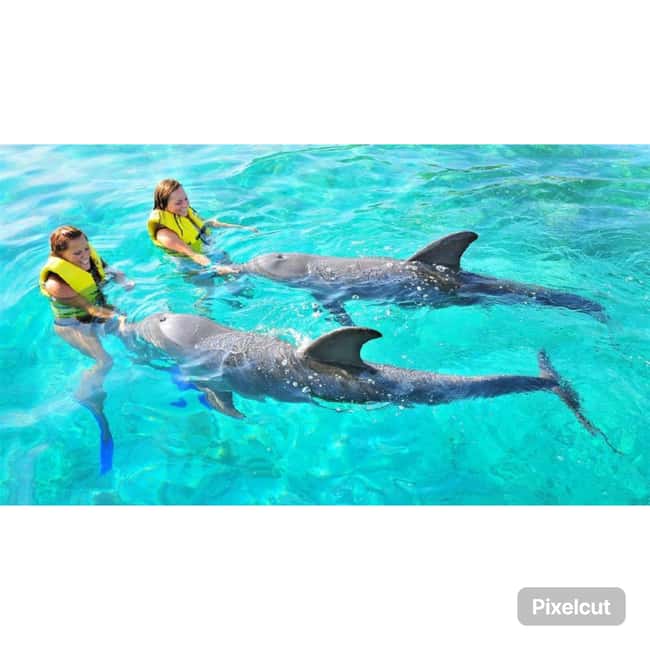 Punta Cana: Dolphin Explorer Park Entry, Swim, or Encounter - The photo question deserves a plan