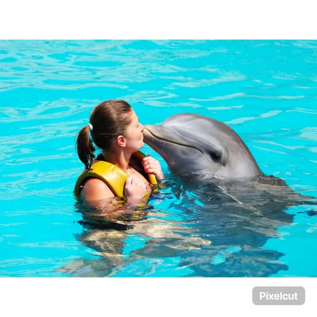 Punta Cana: Dolphin Explorer Park Entry, Swim, or Encounter - Booking, cancellation, and language details