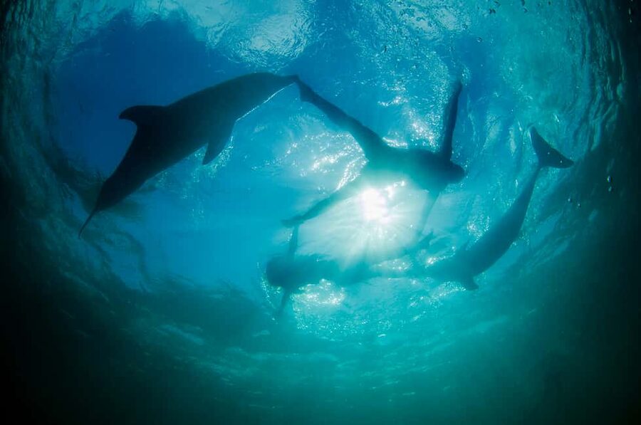 Punta Cana: Dolphin Explorer Swims and Interactions - Who should book this experience?