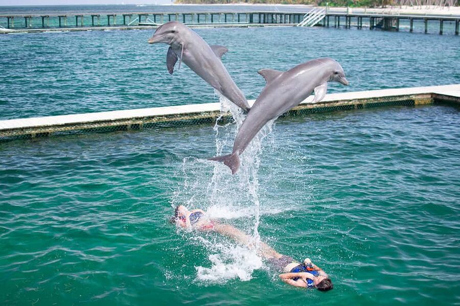 Punta Cana: Dolphin Explorer Swims and Interactions - The Explorer Swim: 50 minutes of active contact