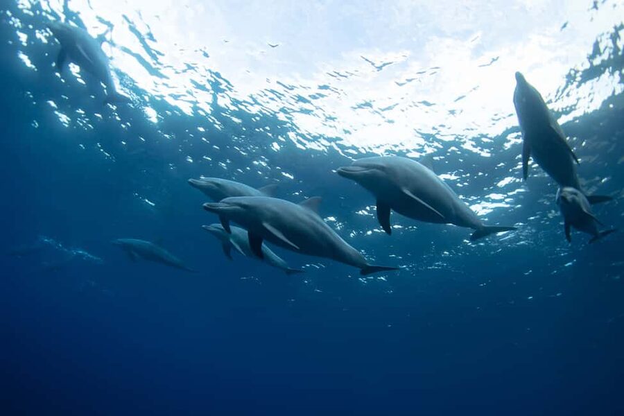 Punta Cana: Dolphin Explorer Swims and Interactions - The Excellence Swim and the foot push