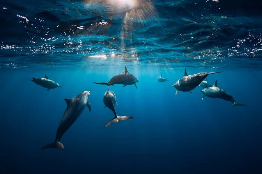 Punta Cana: Dolphin Explorer Swims and Interactions - Dolphins, sea lions, birds, and extra memories