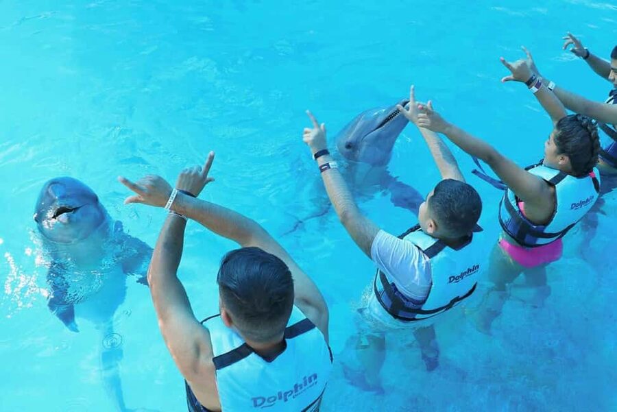 Punta Cana: Dolphin Interaction Experience & Hotel Transfers - The animal-contact question