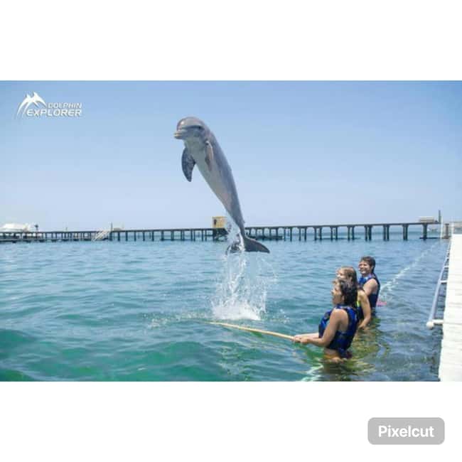 Punta Cana: Dolphin Park Entry and Swim with Dolphins - Meeting the dolphins in the water