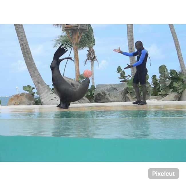 Punta Cana: Dolphin Park Entry and Swim with Dolphins - The sea lion show after the swim