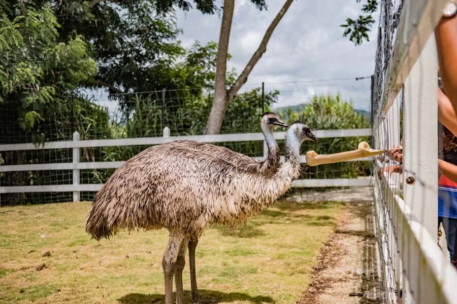 Punta Cana: Eco Park Safari Adventure - Key points to know before you book