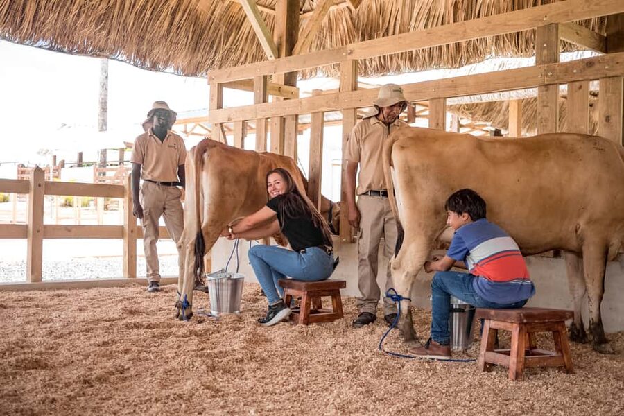 Punta Cana: Eco Park Safari Adventure - Ostriches, emus, rabbits, and deer