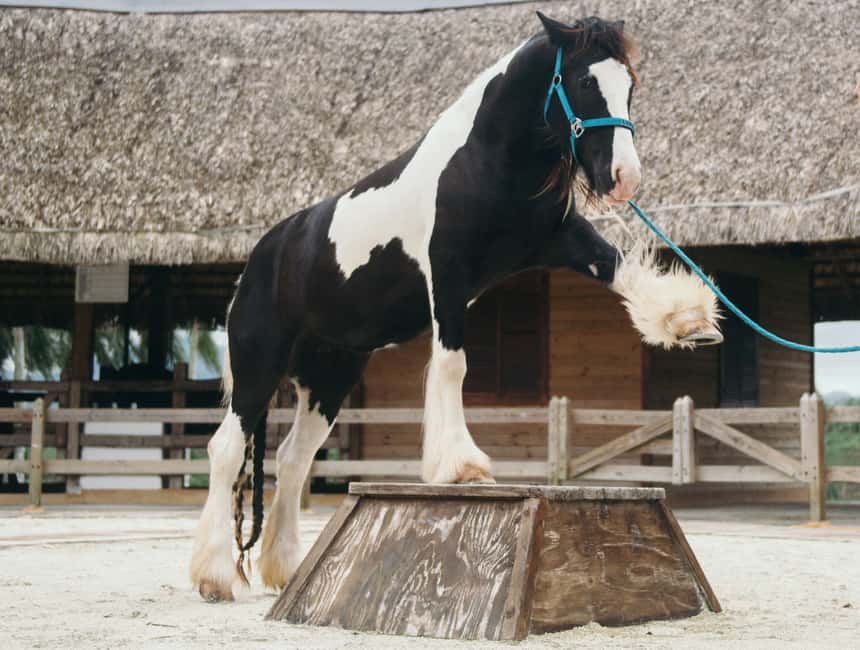 Punta Cana: Eco Park Safari Adventure - The cattle station and milking demonstration