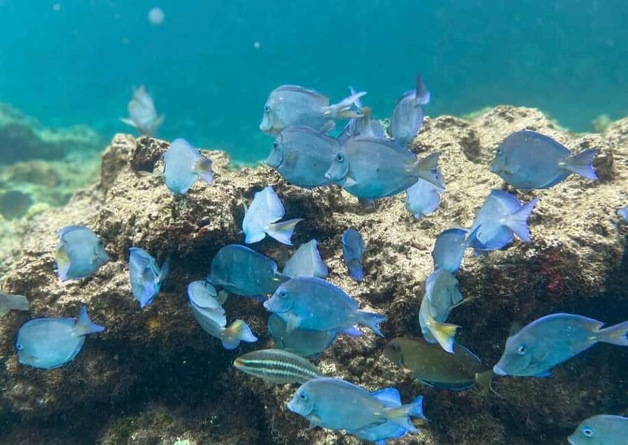 Punta Cana: Full-day Snorkelling Tour in Catalina Island - Why Catalina Island works as a full-day escape
