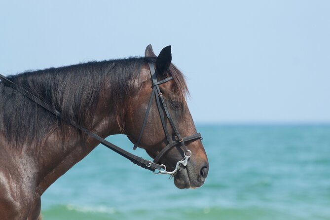 Punta Cana Horseback Riding Adventure - My call: book it for the ride, not just the swim