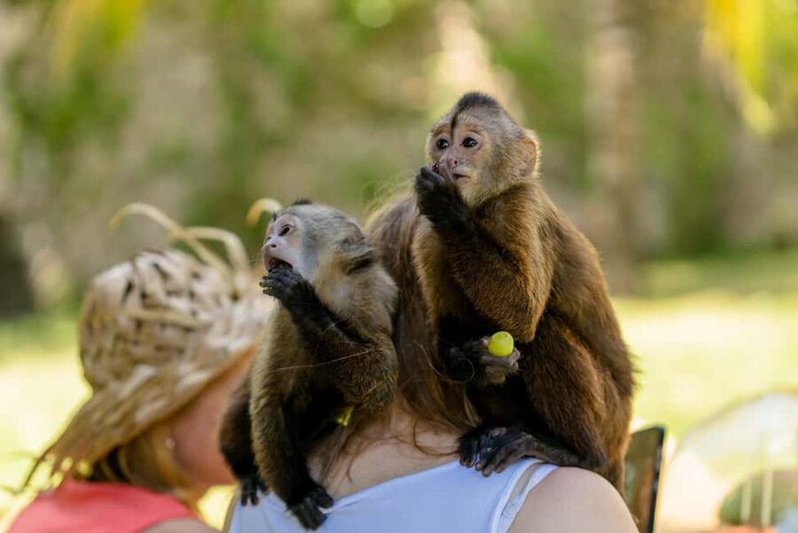 Punta Cana: Interactive Experience at Monkey House - Four monkey species, four different personalities