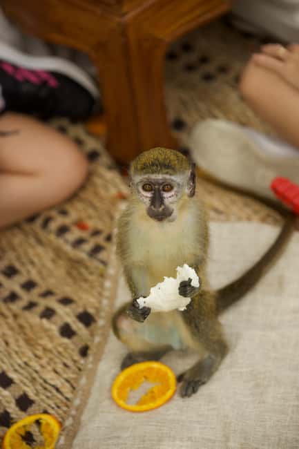 Punta Cana: Interactive Experience at Monkey House - Booking details worth knowing