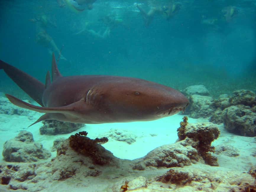 Punta Cana: Marinarium Snorkeling Cruise - Key points to know before booking